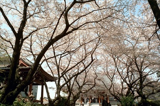 Qij
