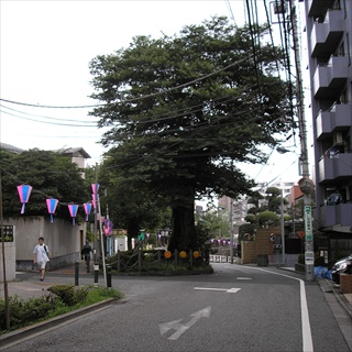椋の老樹