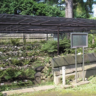 シダ園